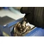 U-Joint Clip Installer
